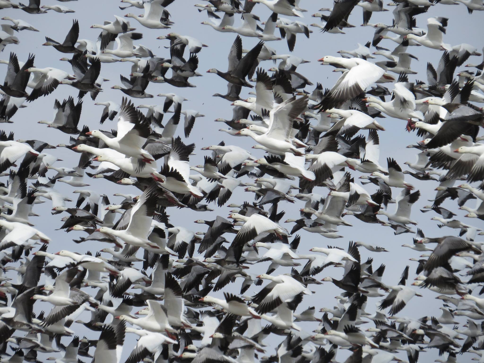 A Blizzard of Snow Geese | Shutterbug